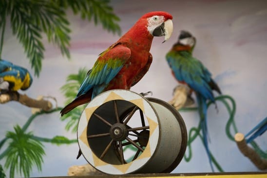 Macaw on a cilinder