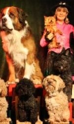 Lustige Hundeshow bei Showdreams.de - Agentur für Tierkünstler
